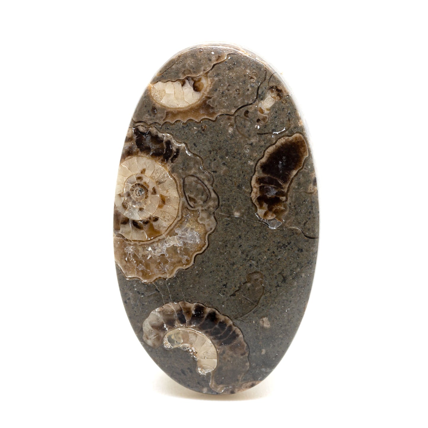 Marston Marble – Ammonites