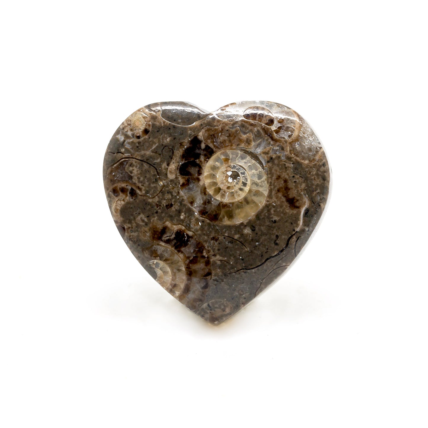 Marston Marble – Ammonites