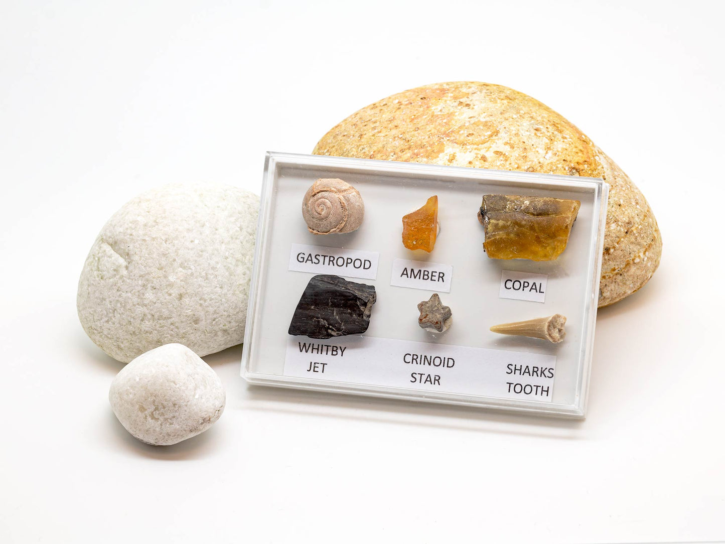 FOSSIL COLLECTION MINI