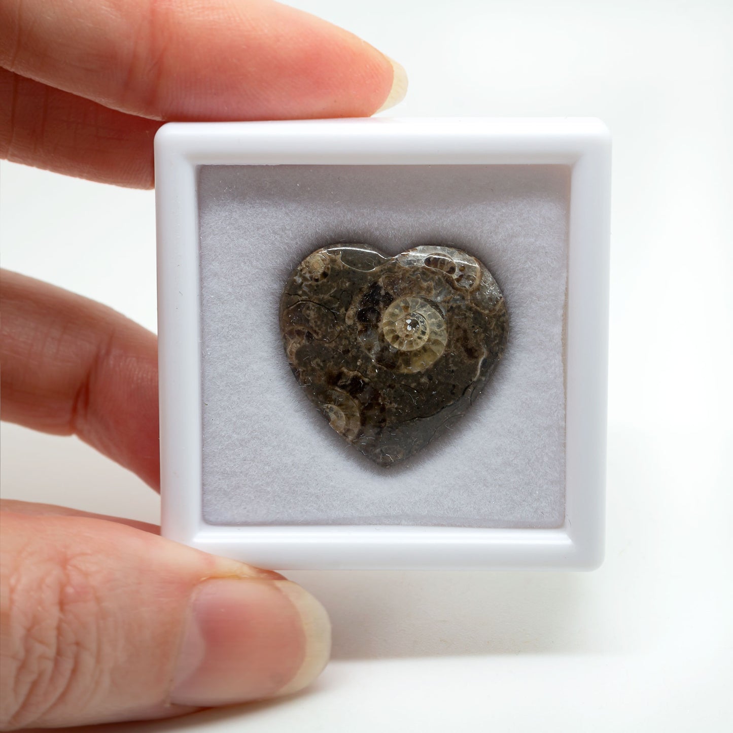 Marston Marble – Ammonites