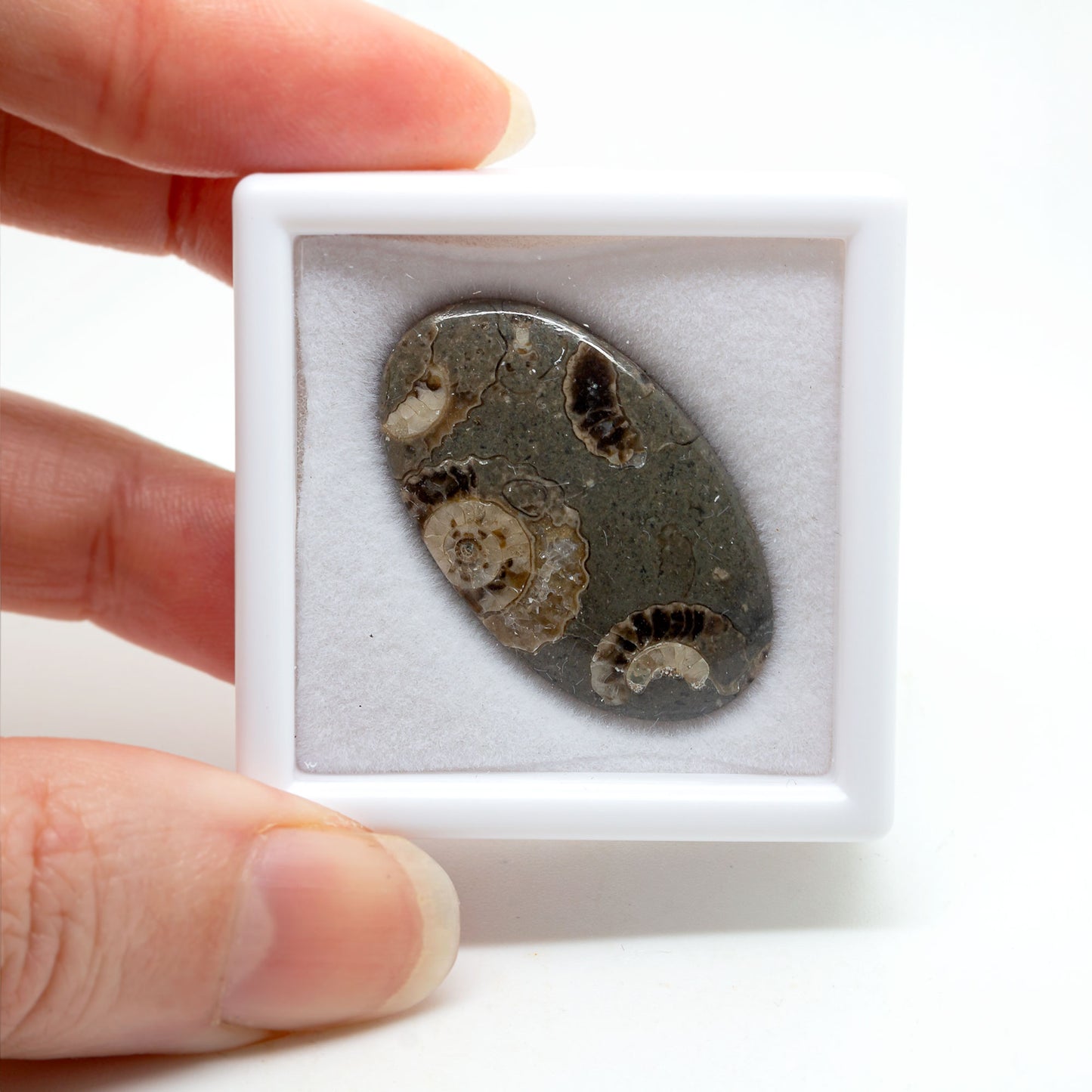 Marston Marble – Ammonites