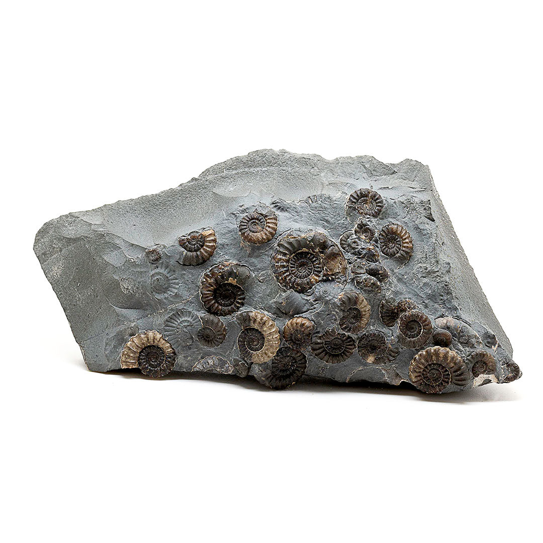 MARSTON MARBLE (AMMONITES)