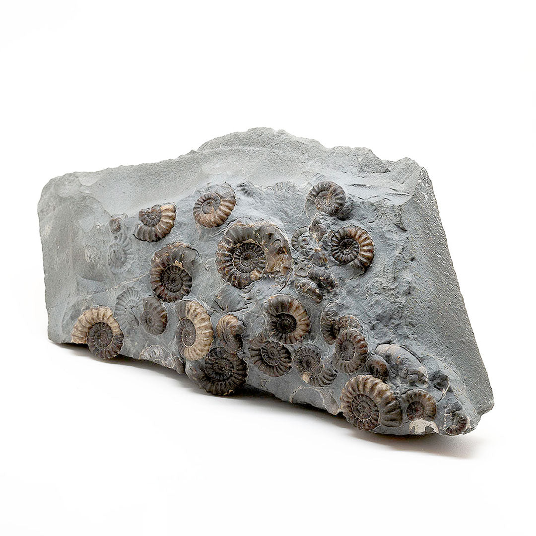 MARSTON MARBLE (AMMONITES)