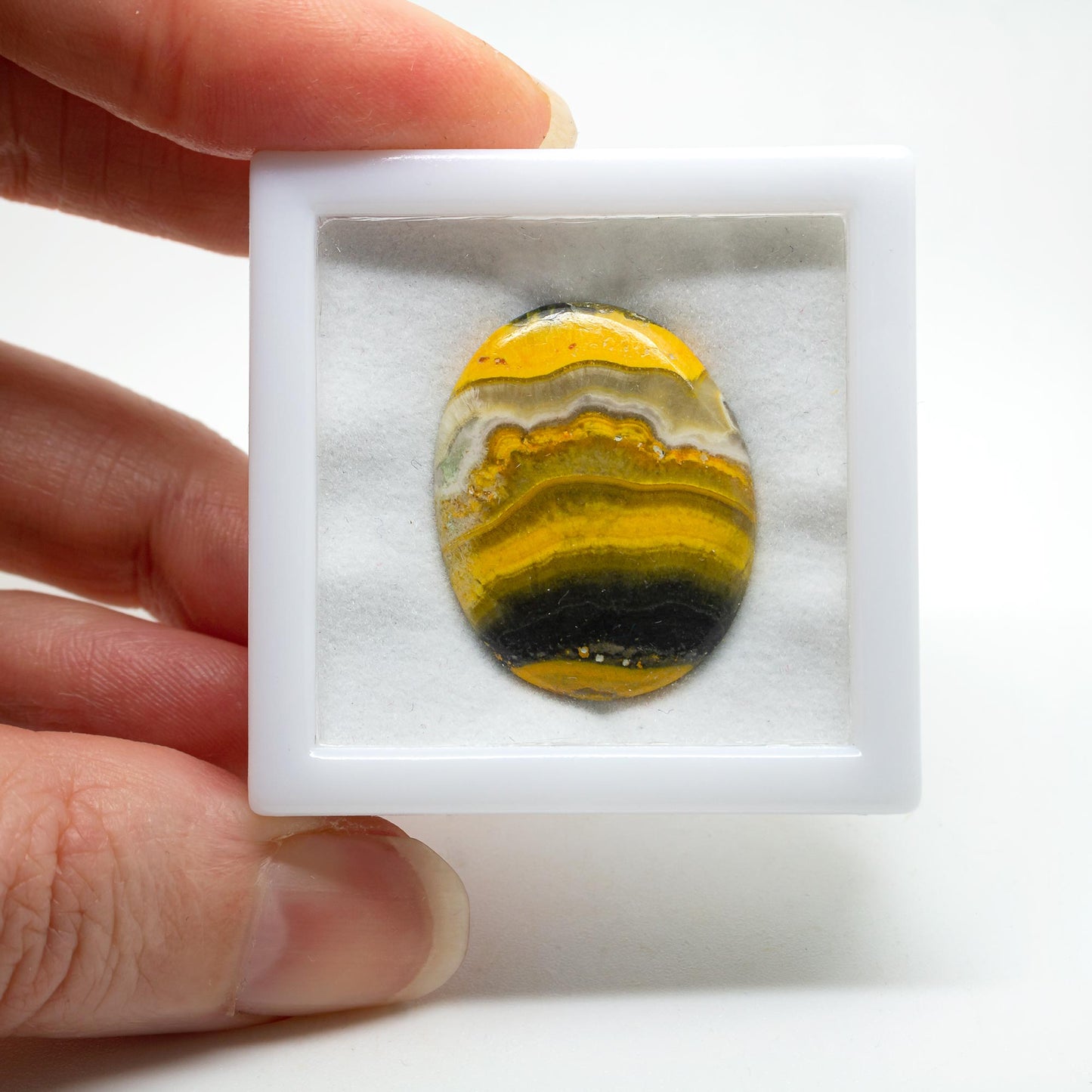 Bumble Bee Jasper