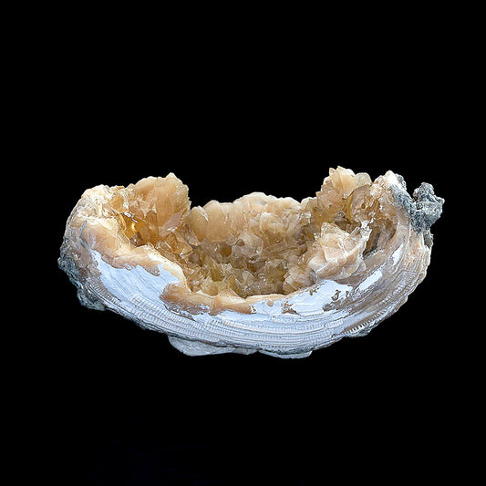 FOSSILIZED CLAM WITH CALCITE