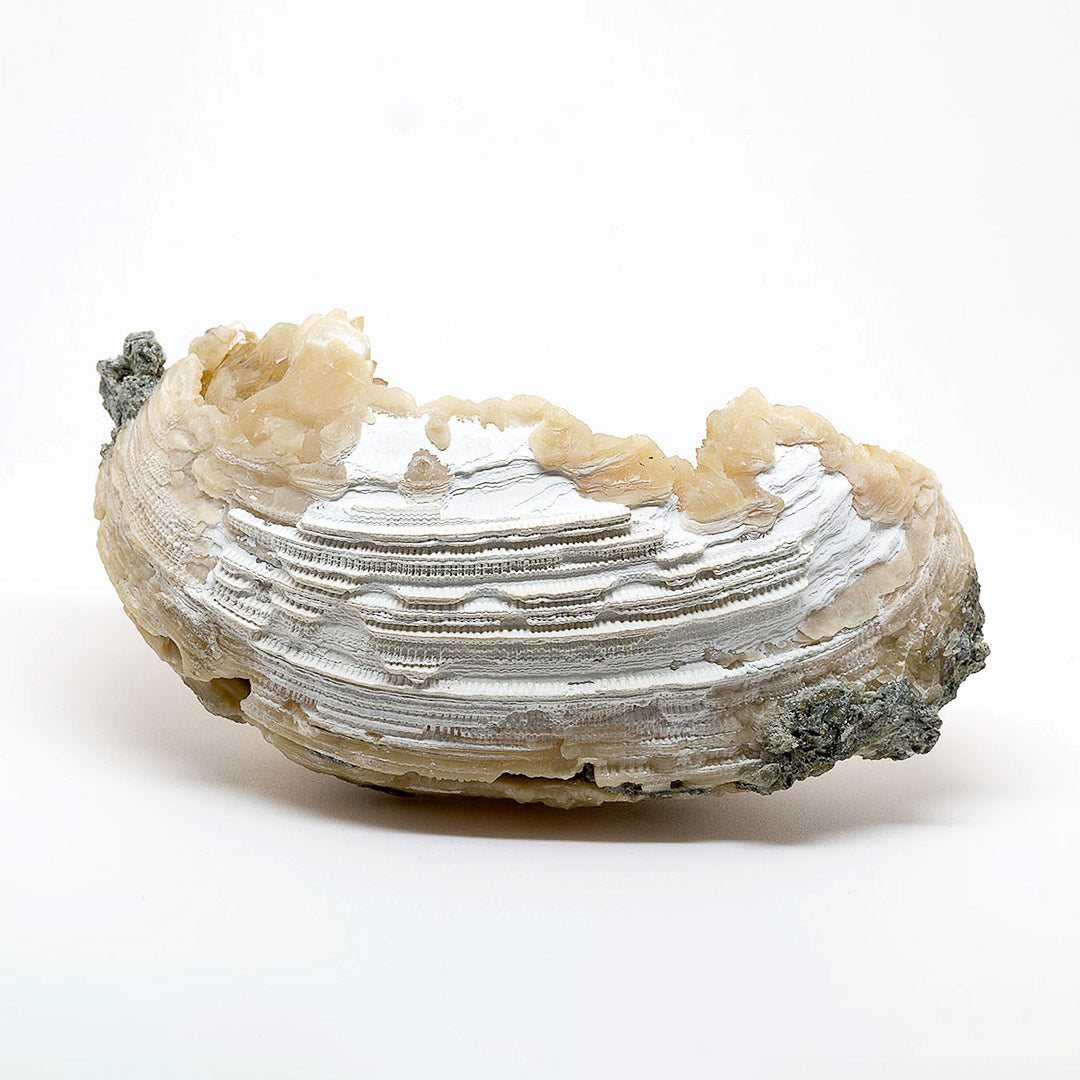 FOSSILIZED CLAM WITH CALCITE