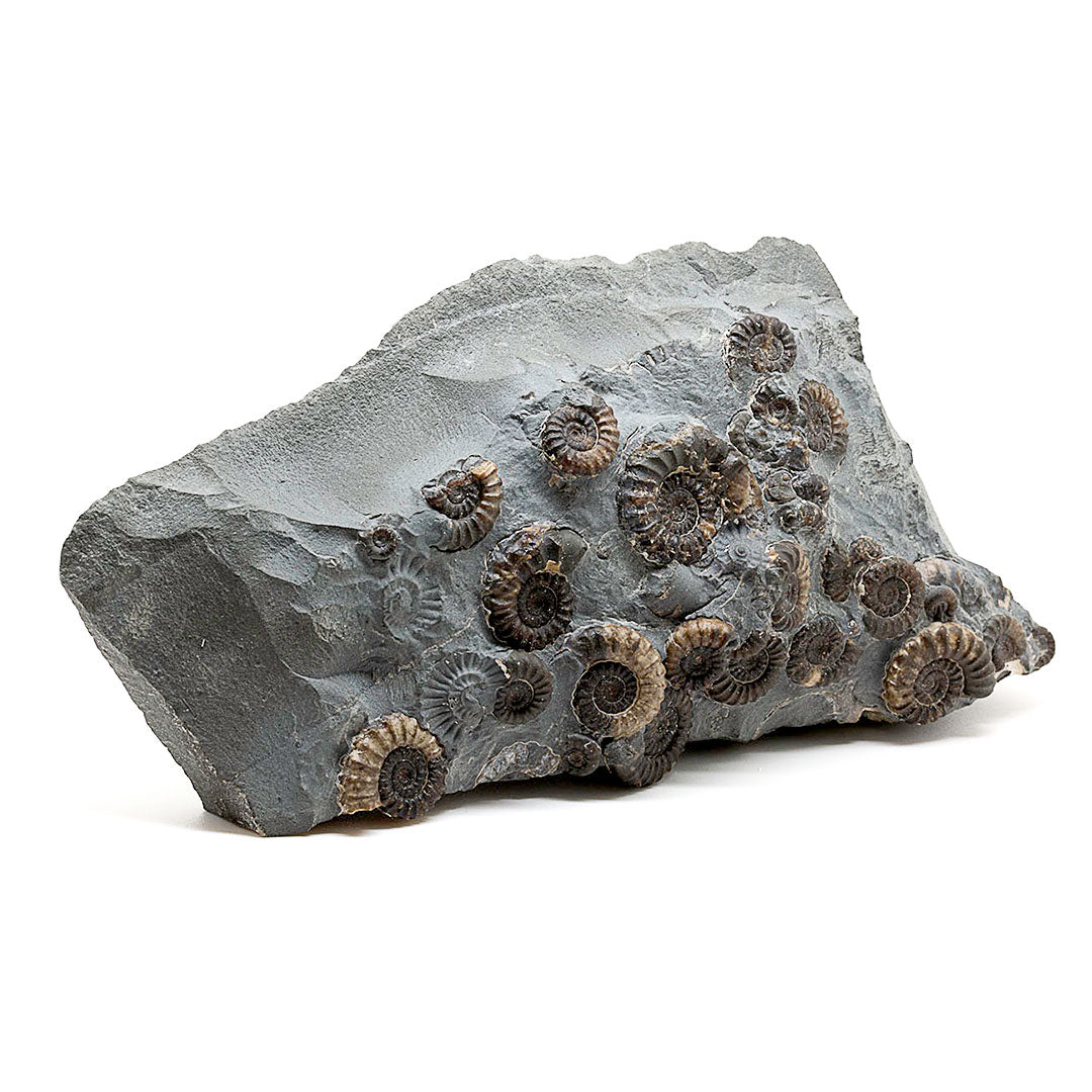 MARSTON MARBLE (AMMONITES)