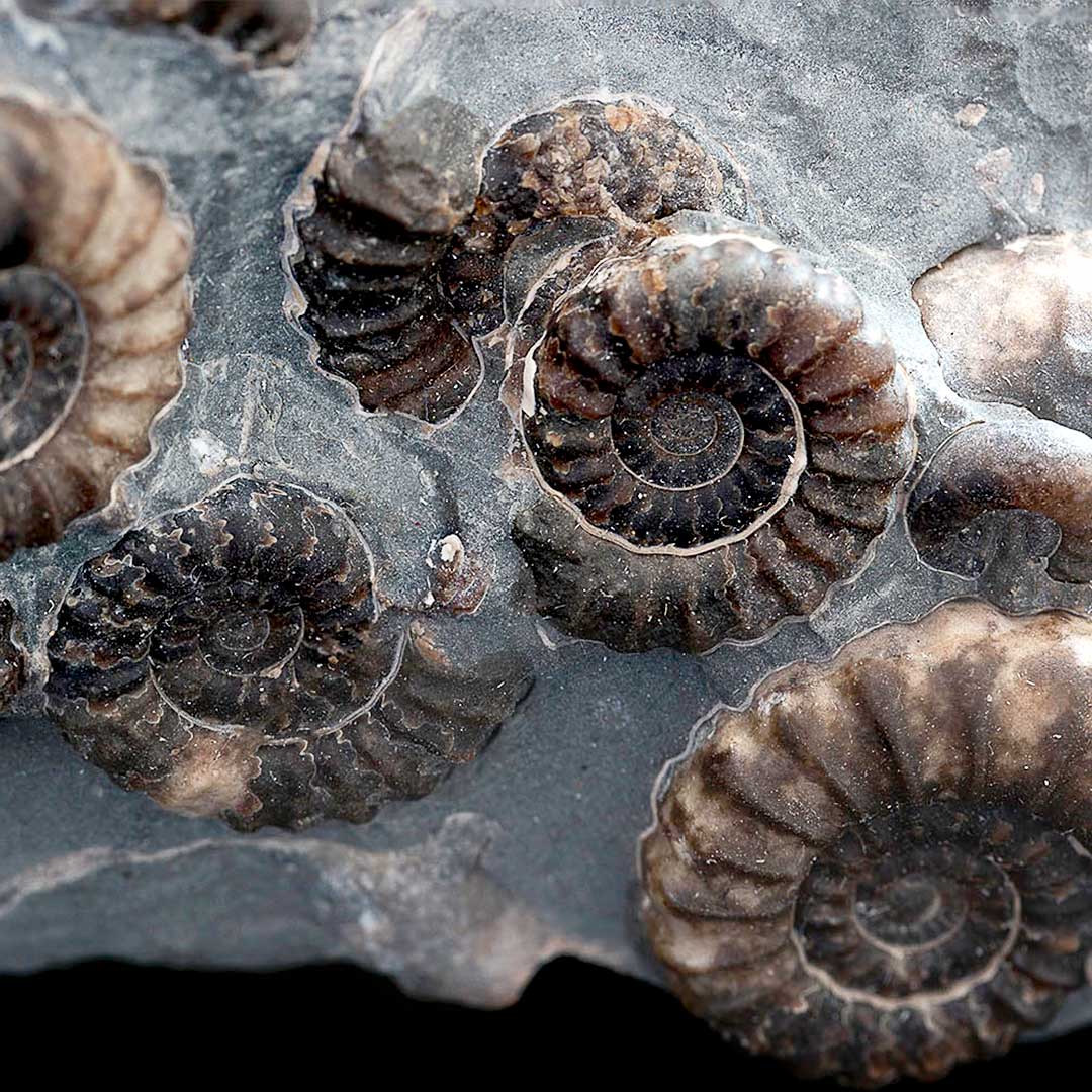 MARSTON MARBLE (AMMONITES)