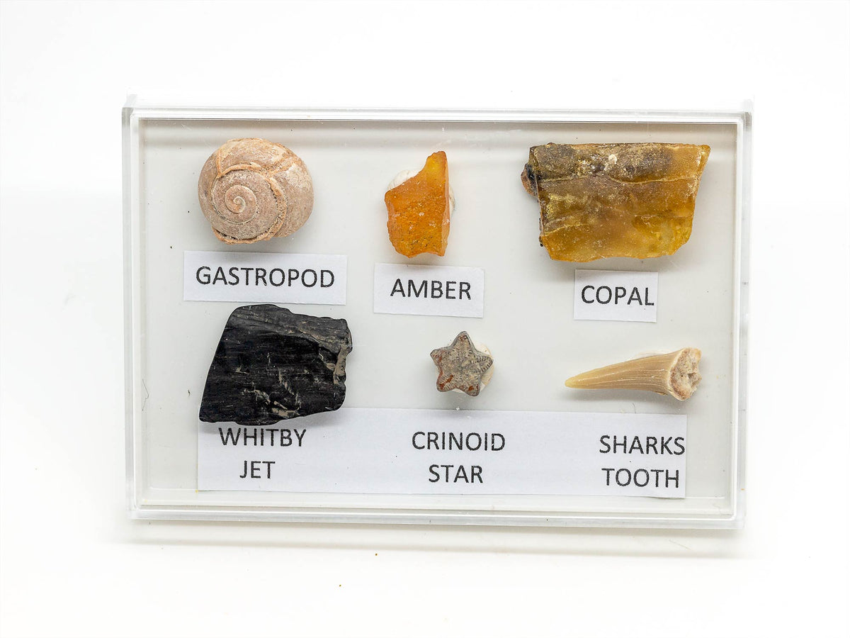 Nundle Fossil Rocks FOSSIL COLLECTION MINI – Rocks Galore Ltd